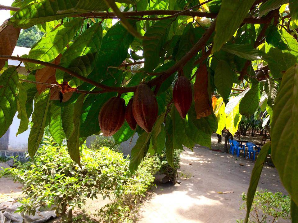 Cocoa in Tanzania