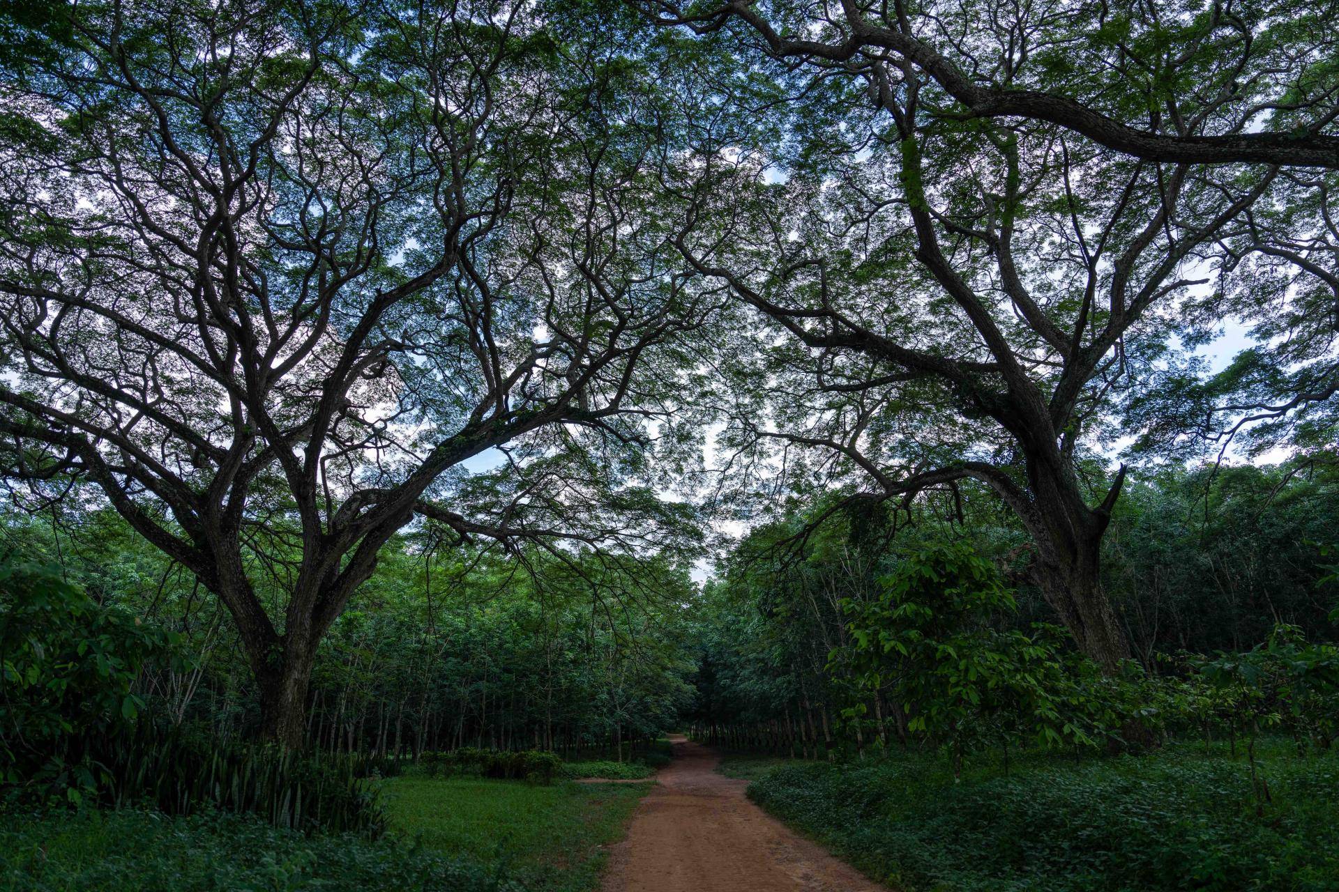 Agroforestry